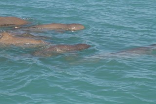 Roebuck Bay is now recognised as a hotspot for the Australian snubfin dolphin, with over 100 animals photo identified in the Bay. Deb Thiele