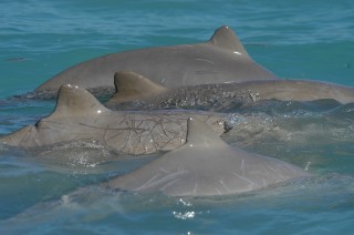 Snubfin dolphins like the shallow waters in Roebuck Bay, so keep boat speed down to avoid injuries to these rare cetaceans. @ Dr Deb Thiele