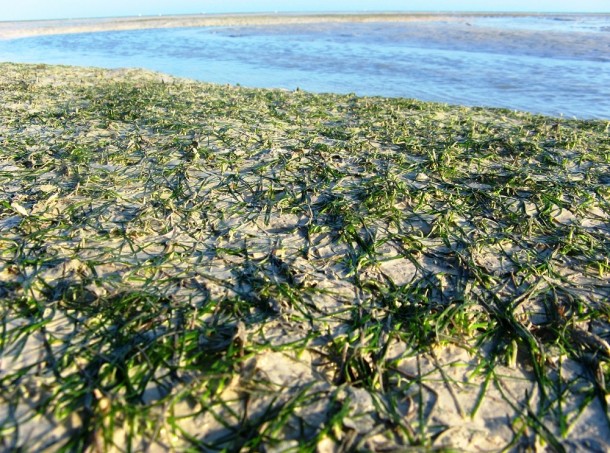 Healthy seagrass beds are vital to the bay as they feed Green turtles and dugongs, and provide a protective nursery for prawns, fish and invertebtrates which are essential foods for migratory shorebirds. © KCurran