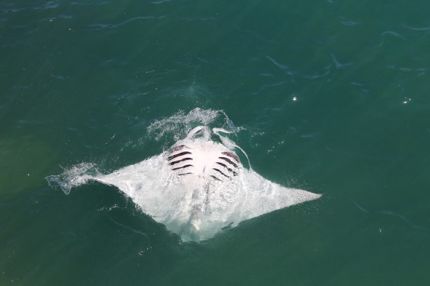 An Attenborough moment in Roebuck Bay, with manta rays barrel rolling whilst feeding. © Kandy Curran
