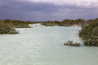 A group of tidal creeks with high biodiversity have been identified in Roebuck Bay as a possible site for a marein sanctuary within a Ngalugun Roebuck Bay Marine Park. © Kandy Curran